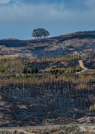 Consecuencias del incendio: De Valleseco a Artenar