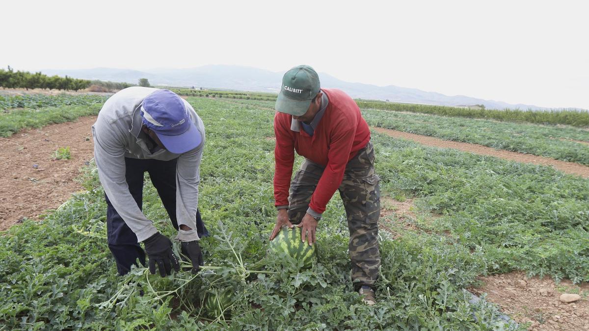 Dos agricultores recolectan sandías en Alfamén, en una imagen de archivo.