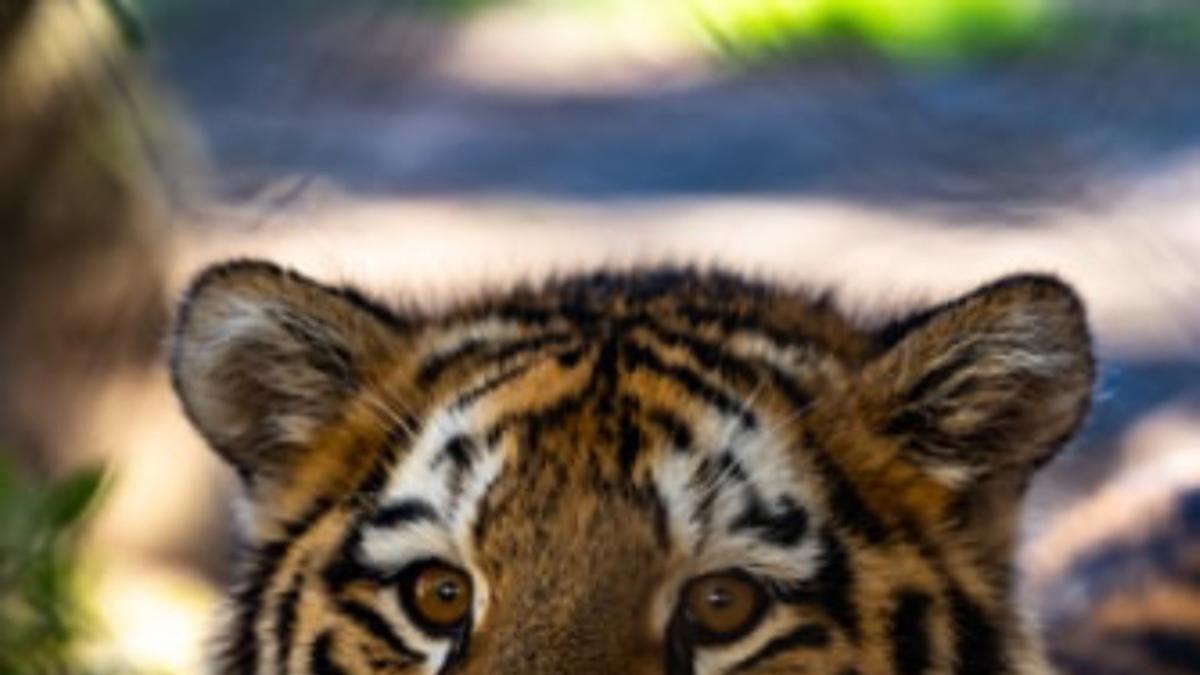 ¿Cuántos tigres ves en la imagen? El nuevo viral que nos tiene totalmente confundidas