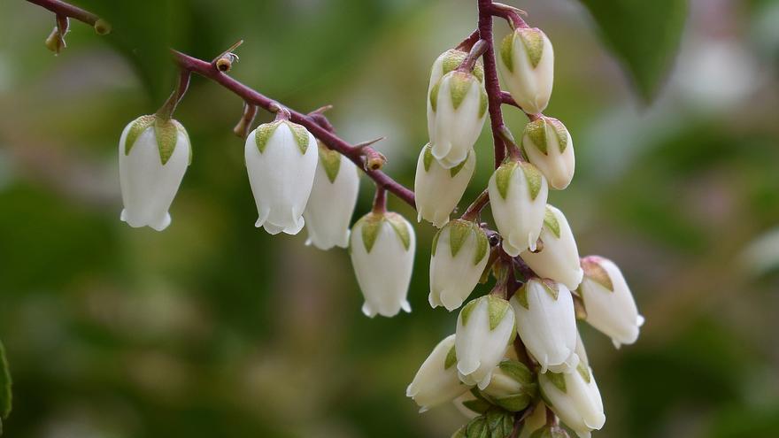 El arbusto perfecto para plantar en casa y perfumar todo tu hogar de forma natural: huele mejor que cualquier ambientador