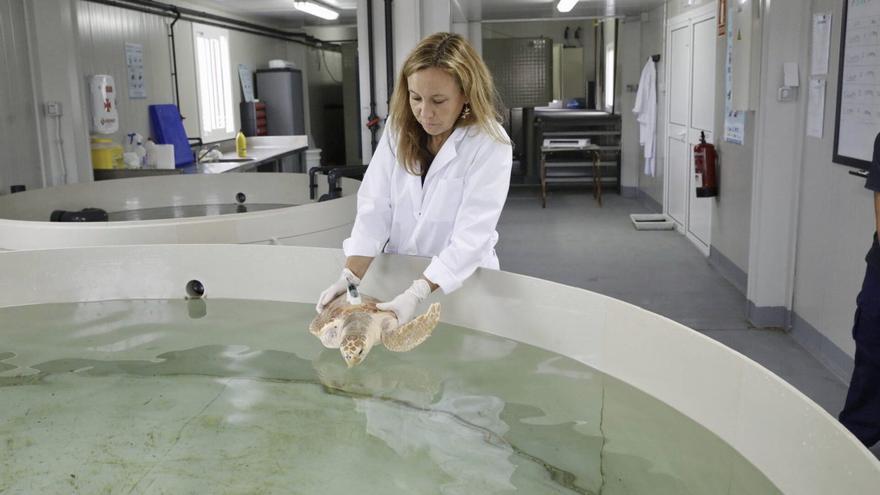 El Acuario de Gijón aboga por su ampliación y se reivindica como "motor de Naval Azul"
