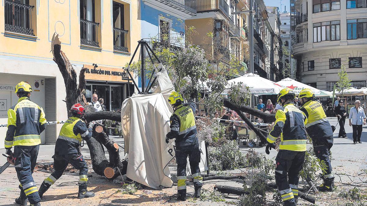 Los trabajos retiran las ramas de la melia quebrada en la Plaza del Mercat el pasado martes