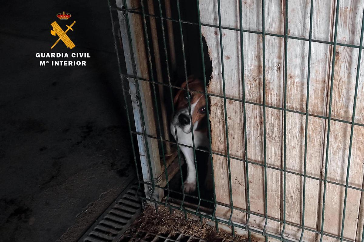 Desmantellats centres de cria il·legals de gossos a Girona que venien cadells per internet