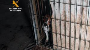 Desmantellats centres de cria il·legals de gossos a Girona que venien cadells per internet