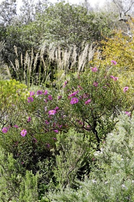 In Ariant blühen die mediterranen Pflanzen um die Wette. In dem von Heidi Gildemeister entworfenen Garten wird vieles den Launen der Natur und dem Zufall überlassen. Aber nicht alles.