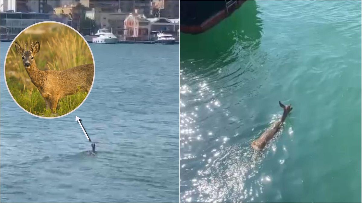 Un corzo llega nadando hasta el PortCastelló