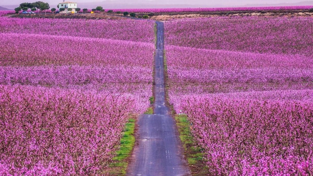 Aitona se tiñe de rosa con la llegada de la primavera