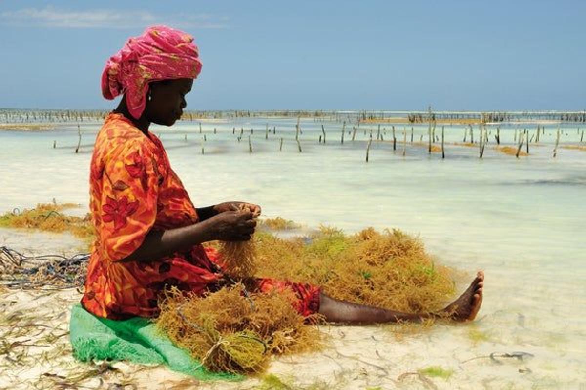 En Jambiani se localizan los mayores secadores de algas del archipiélago, un producto que después