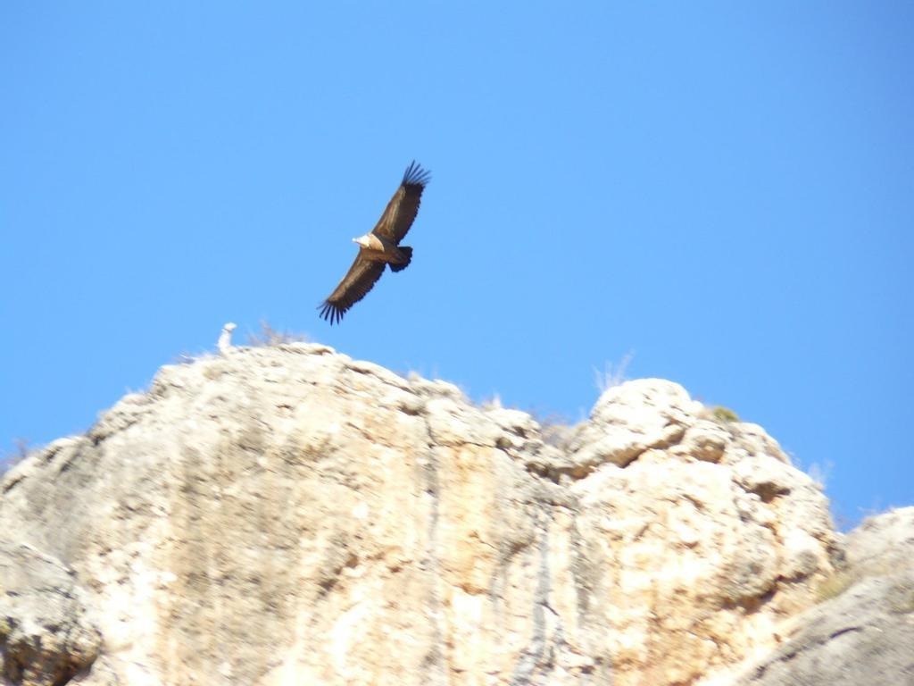 Buitres en las hoces del rio Riaza