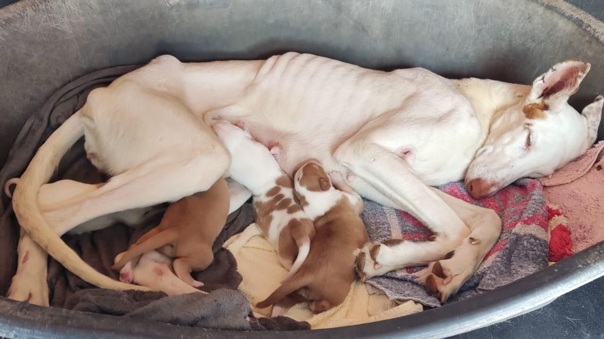 Imagen de una perra totalmente desnutrida, junto a algunos de los cachorros recuperados.