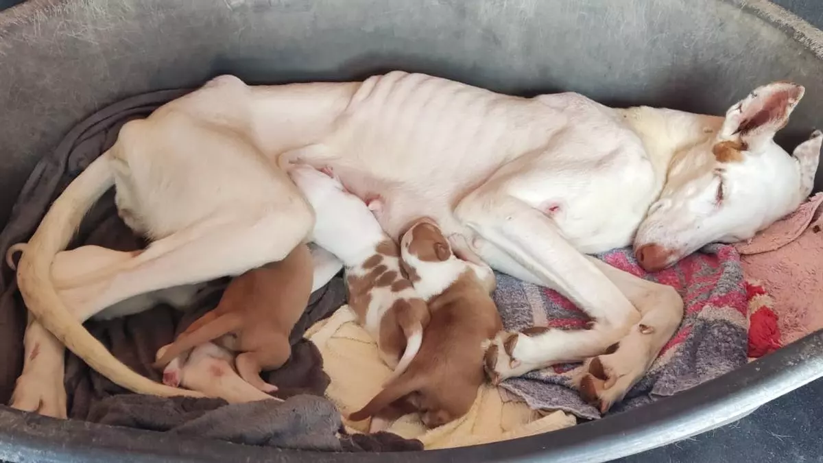 Multa de 51.000 euros por 40 perros maltratados y 8 cachorros muertos en l'Alcora