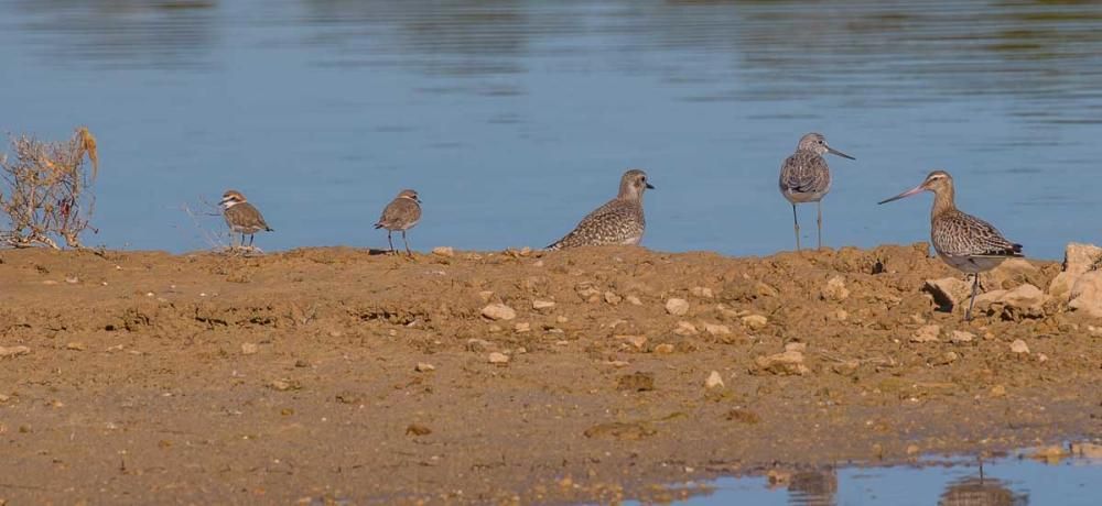 La recuperación de las salinas en Formentera