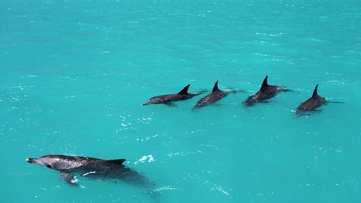 Un delfín mular hembra solitario está custodiado por cuatro machos en la Bahía Shark, Australia.