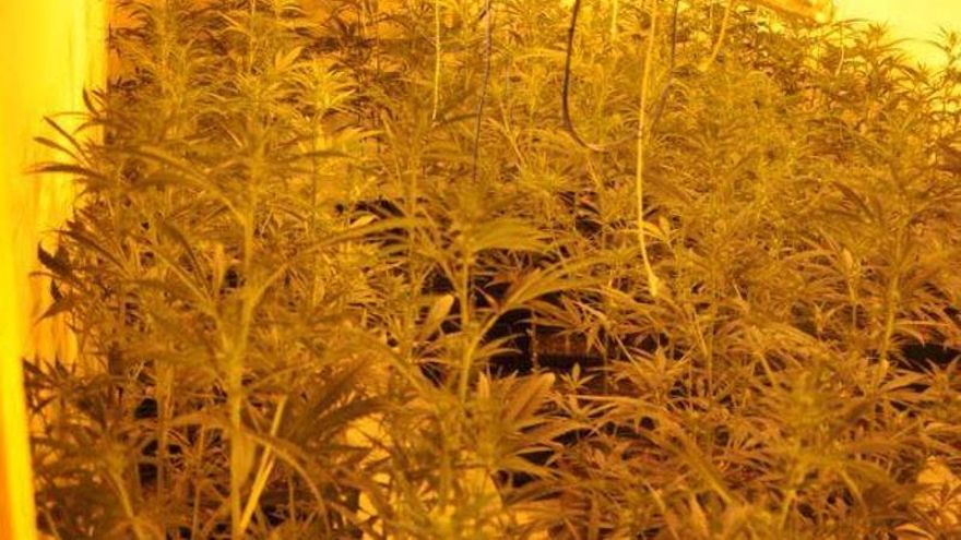 Detienen a un hombre reclamado por dos juzgados y que cultivaba marihuana en casa