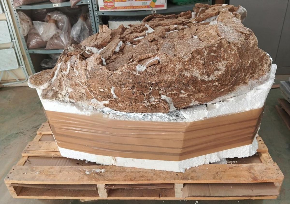 El caparazón de la tortuga bolivari tiene más de 15 millones de años de antigüedad