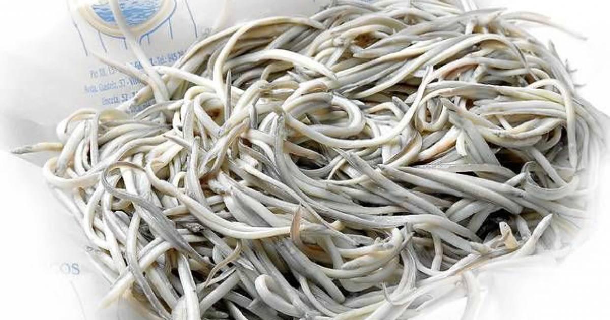 Las angulas, cría de la anguila, son sacadas ilegalmente de Europa