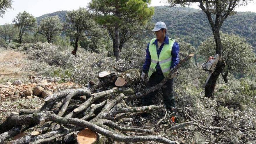 La Asociación Forestal de Soria crea &quot;un nuevo concepto sobre el monte&quot;