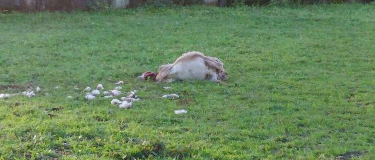 Imagen de la oveja muerta en la finca.