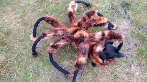 Moments en què el gos disfressat d’aranya gegant espanta la gent.