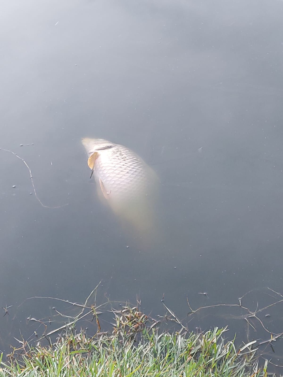 Denuncia de atentado medioambiental: aparecen centenares de peces muertos en una laguna de Felanitx