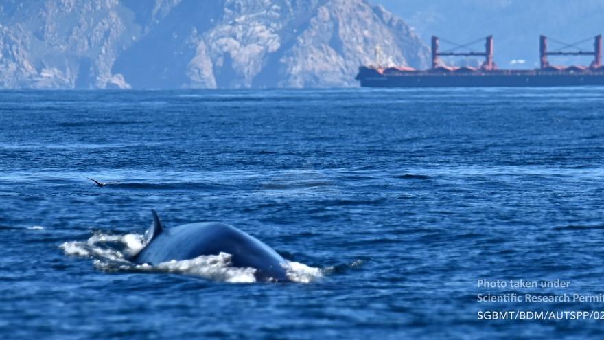 ¿Son los mercantes y la eólica marina una amenaza para las ballenas?