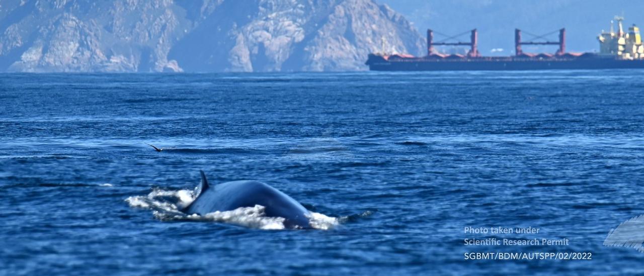 Imagen en la que se aprecia la existencia de ballenas en una zona de las Rías Baixas atravesada por un gran buque.