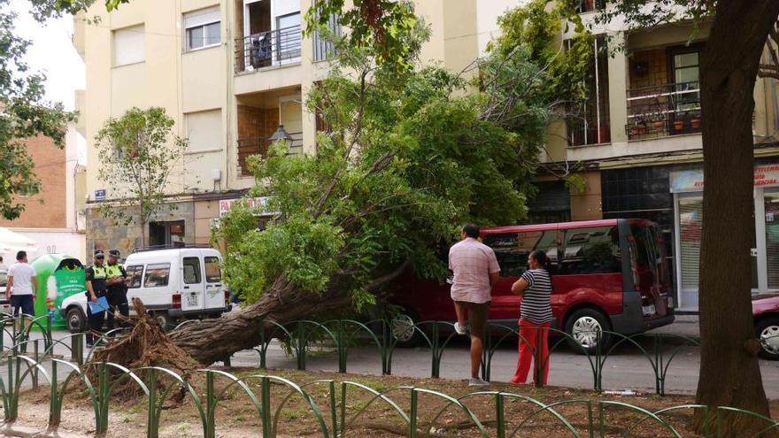 Un árbol cae en la avenida principal de San Marcelino