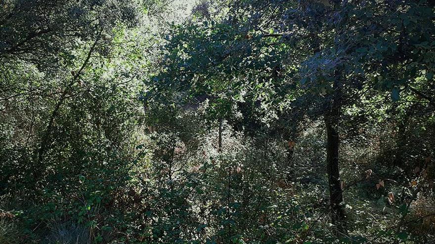 Massa forestal del Berguedà sense gestió