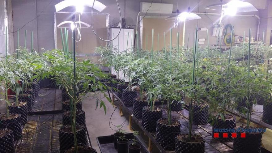 Dos detinguts per una plantació de més de 3.900 plantes de marihuana
