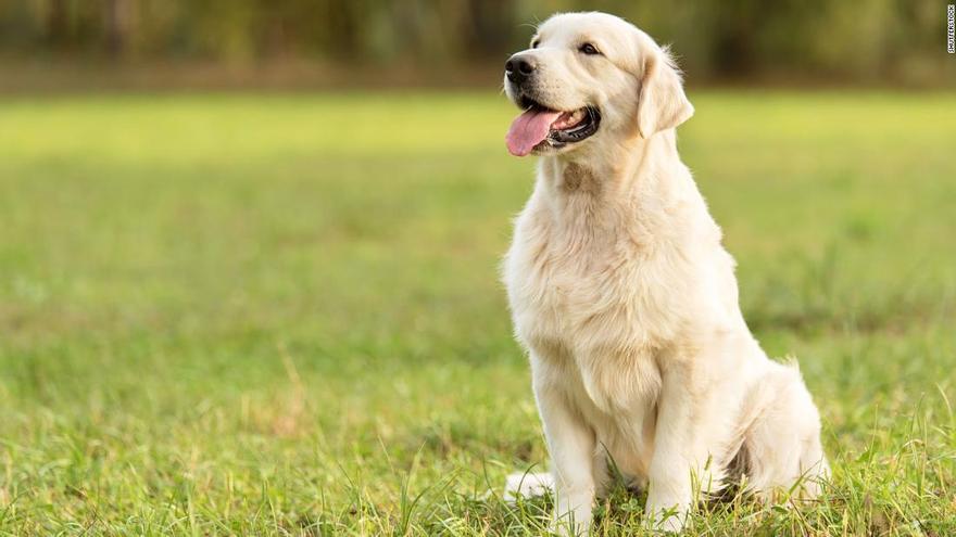 El Colegio de Veterinarios presenta una campaña por el Día Mundial contra la Rabia