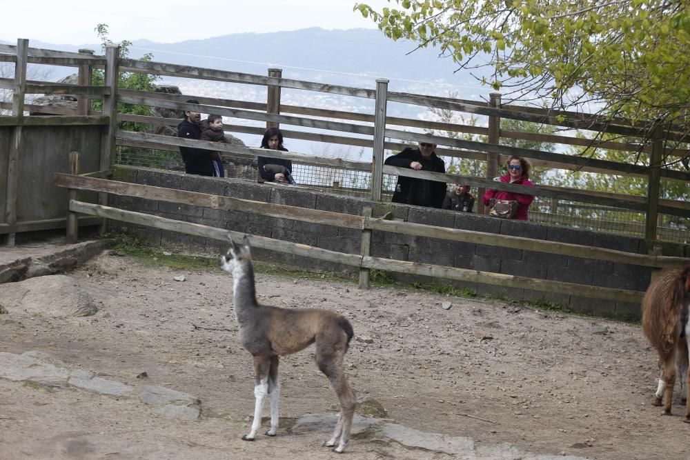 La Reconquista de Vigozoo