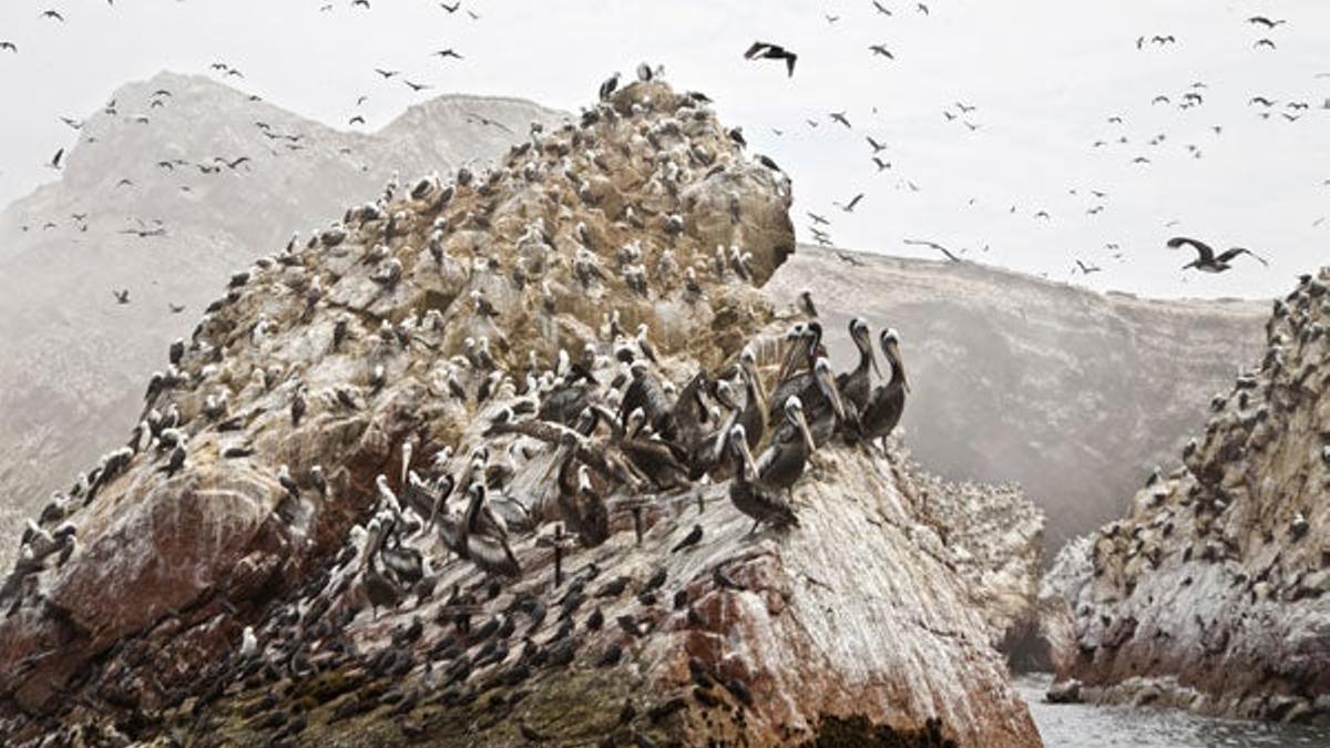 Las islas Ballestas, habitadas por cormoranes, pelícanos y piqueros, y también por lobos marinos y
