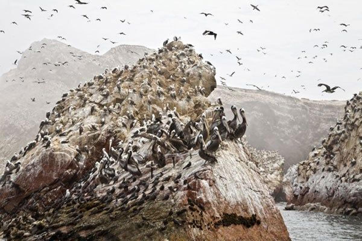 Las islas Ballestas, habitadas por cormoranes, pelícanos y piqueros, y también por lobos marinos y