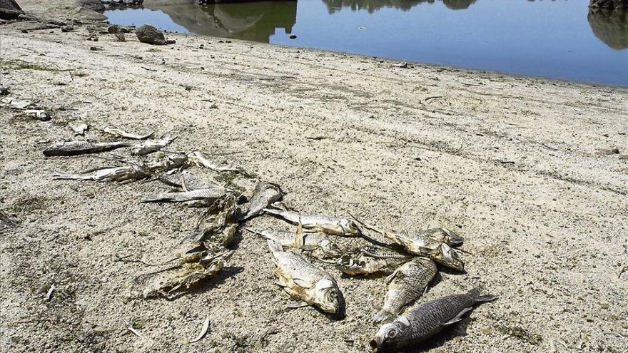 Un exceso de nutrientes en el agua provocó el fallecimiento de las carpas en Valdesalor