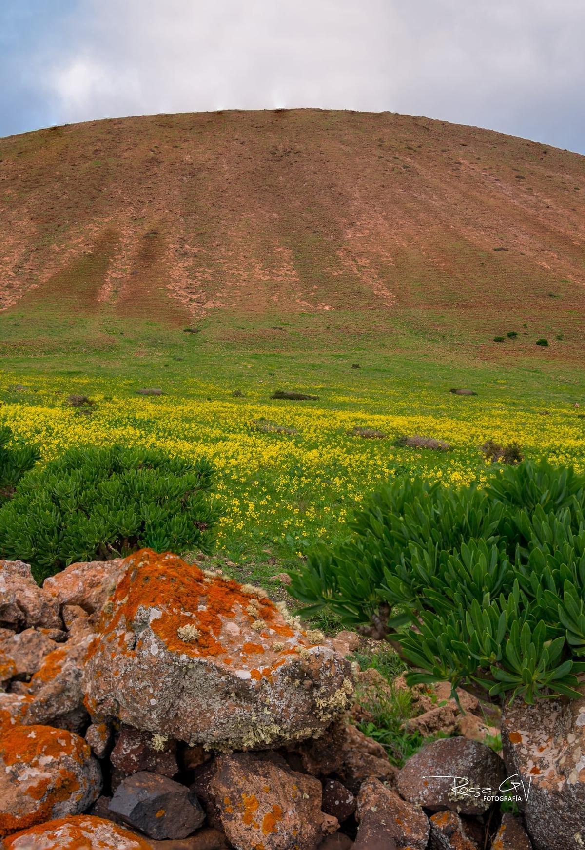 Líquenes y flores amarillas llegando a Femés por la zona de las Casitas, en el municipio de Yaiza.