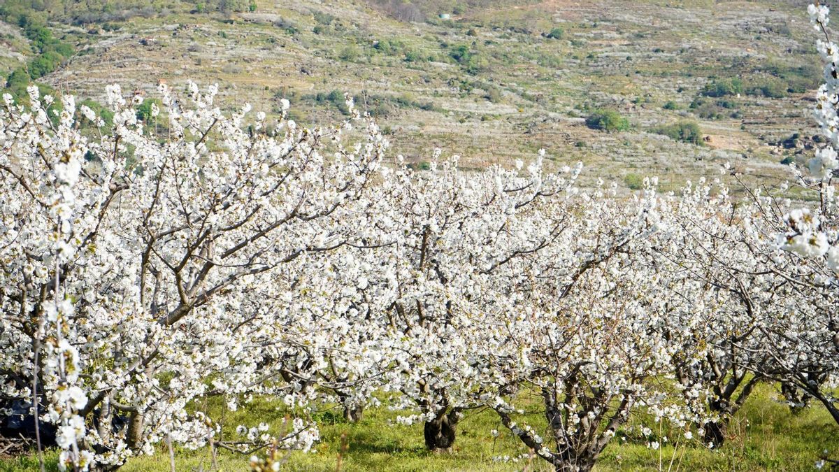 Imagen de archivo de los cerezos en flor en el Valle del Jerte.