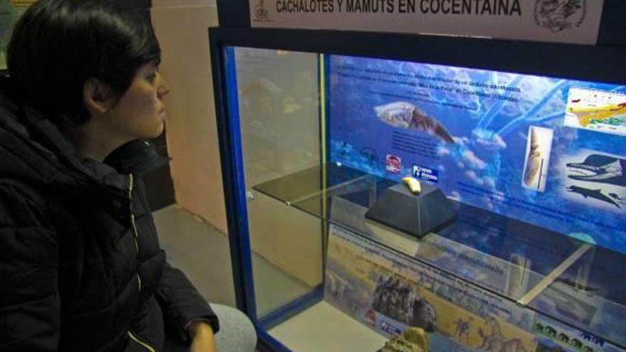 El Museo Paleontológico inaugura una muestra con fósiles de ballena y mamut