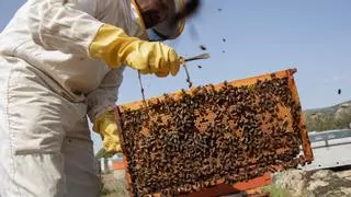 El sector apícola califica como "muy negativa" la campaña de miel y polen en Extremadura