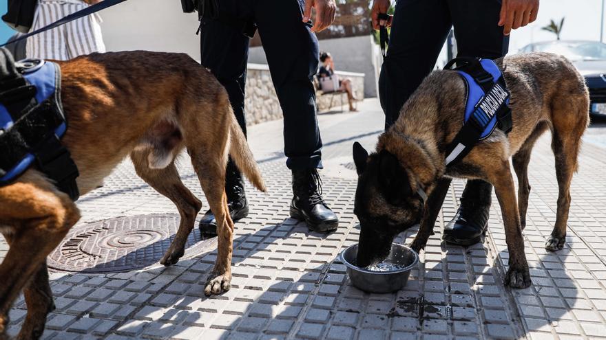 Kata y Mustang, los dos nuevos agentes caninos de Sant Antoni