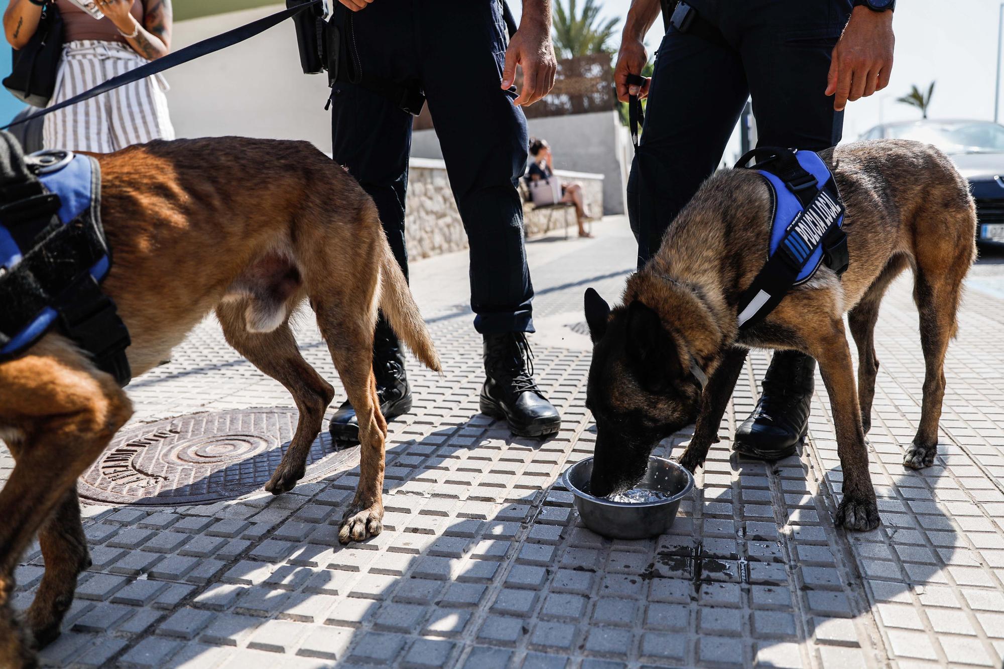 Kata y Mustang, los dos nuevos agentes caninos de Sant Antoni