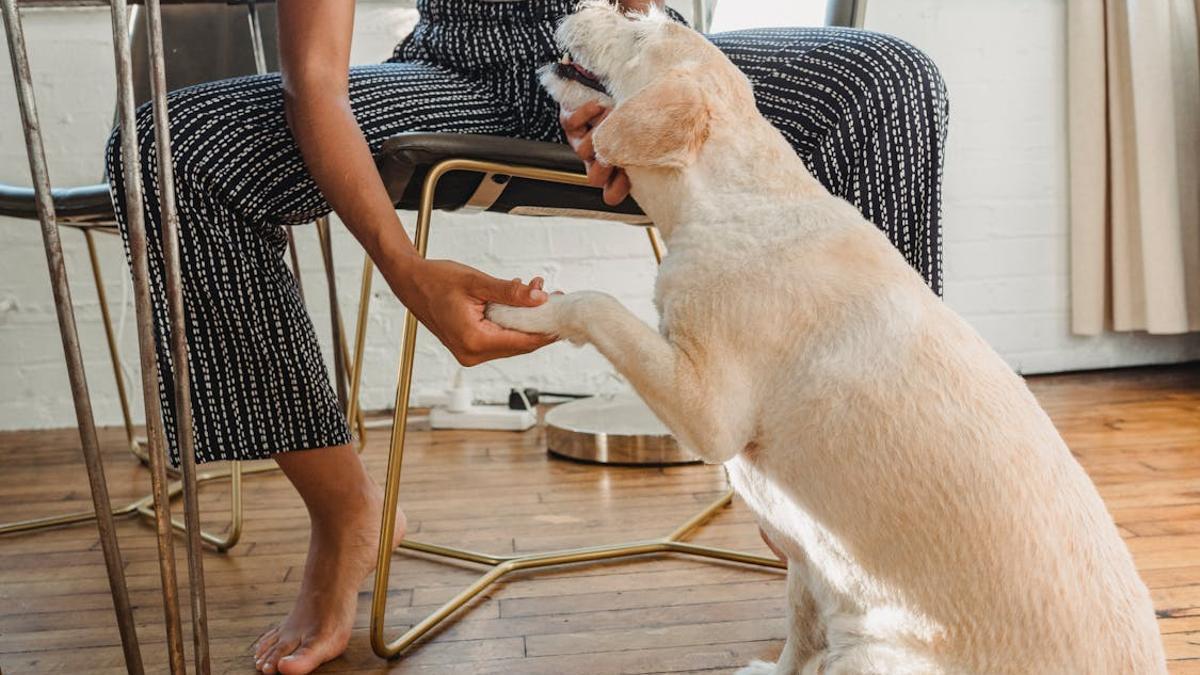 Tu perro te pone la pata encima por un motivo que no esperabas... Y no es por amor