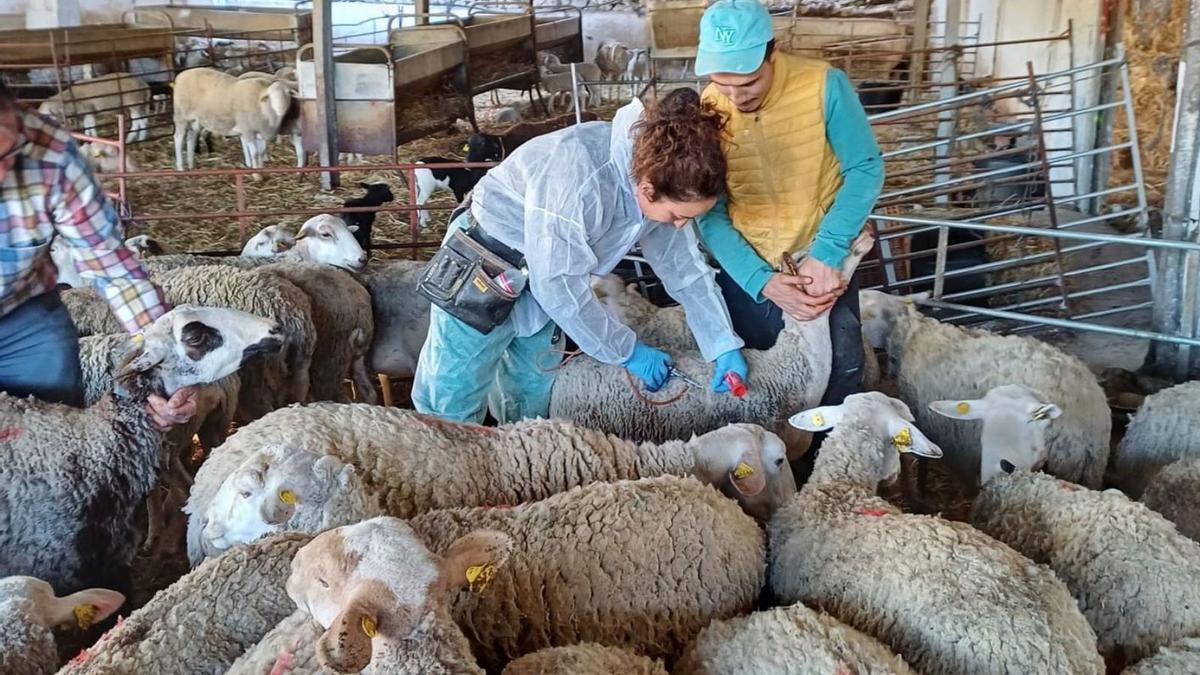 Vacunación contra la lengua azul en ganado ovino.
