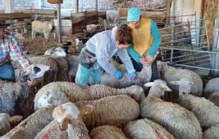 El rebrote de la lengua azul desata la preocupación entre los ganaderos de Córdoba