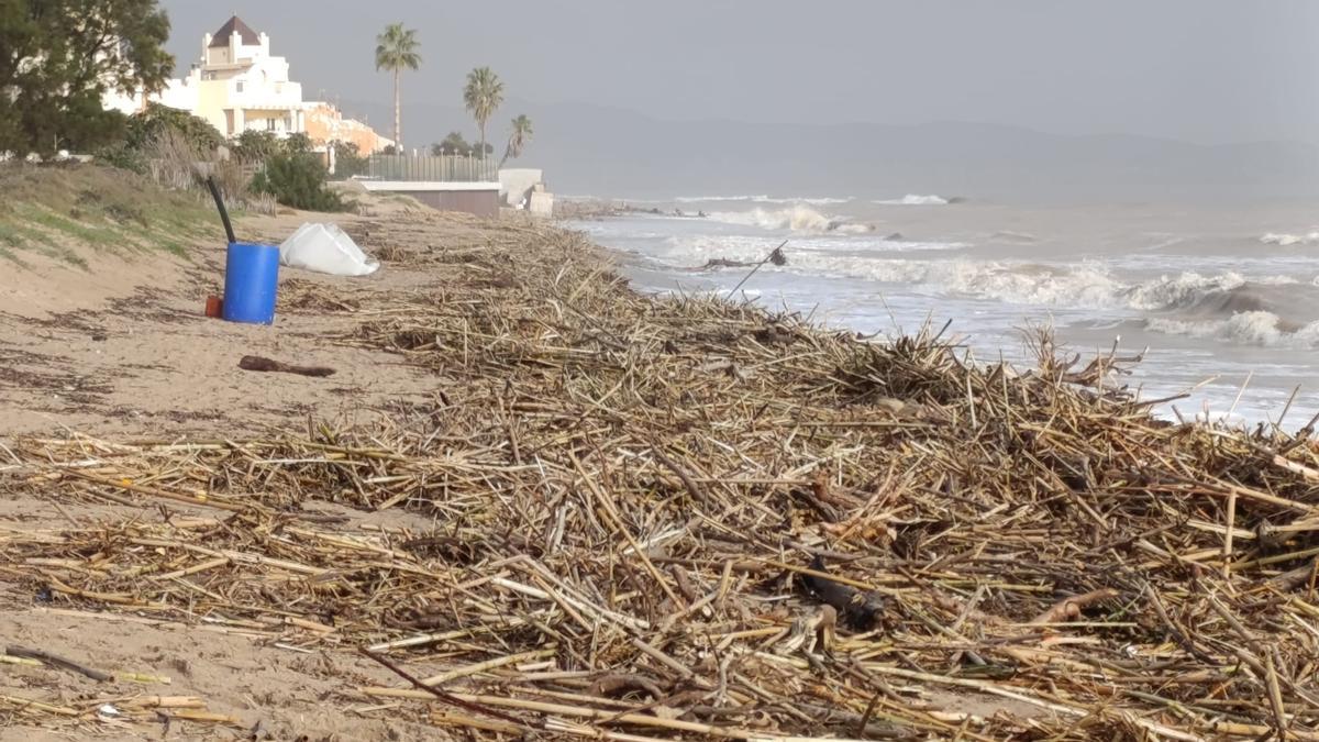 La playa de Tavernes, llena de cañas, días después de la DANA