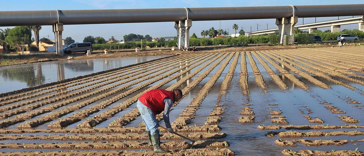 Un agricultor distribuye, ayer, agua del trasvase en una explotación agrícola en la Vega Baja. | TONY SEVILLA