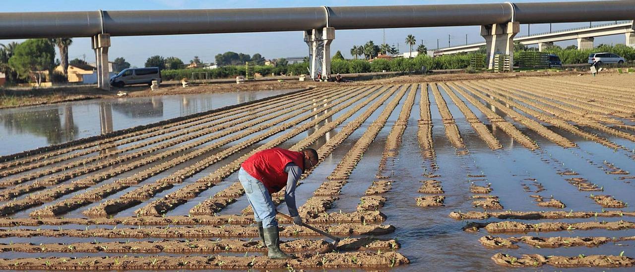 Un agricultor distribuye agua del trasvase en una explotación agrícola en la Vega Baja. | TONY SEVILLA