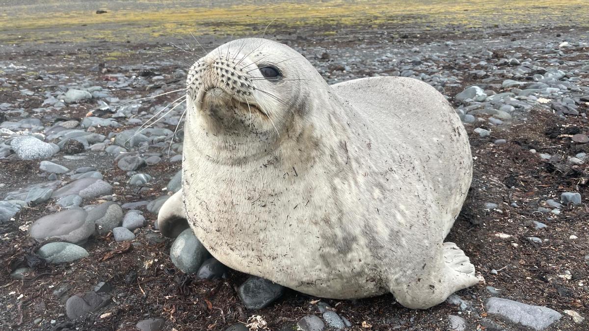 Un ejemplar de la foca de Wedel en Argentina, donde el Oceanogràfic está llevando a cabo una investigación.