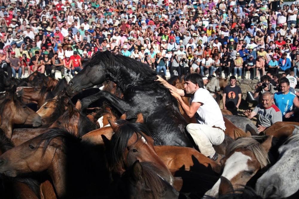 Más de quince "aloitadores" raparon a cerca de 200 caballos en el primer curro de Sabucedo