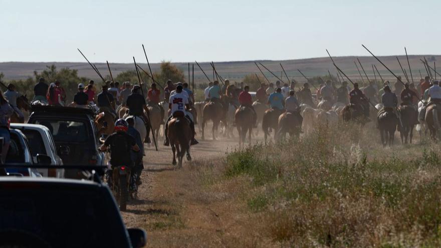 Novedoso encierro taurino en Villafáfila