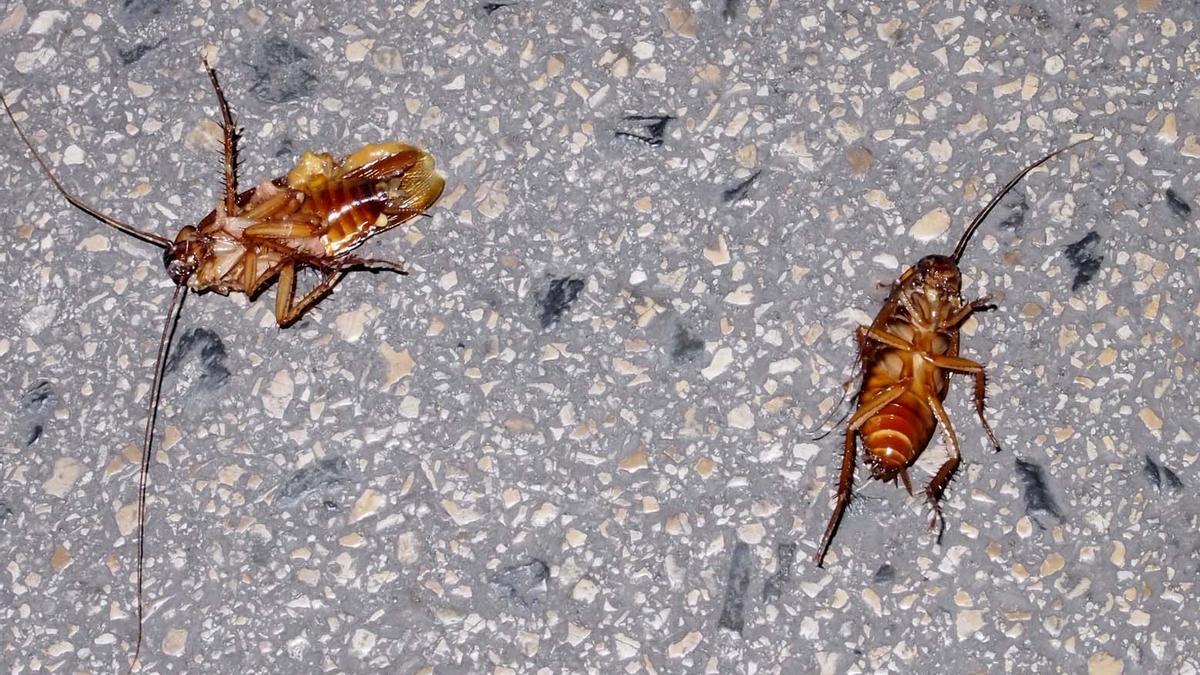 Tarragona (Tarragones). 16.08.2012. Plaga de cucarachas en la calle Cardenal Cervantes. Un grupo de cucarachas. Foto: Joan Revillas